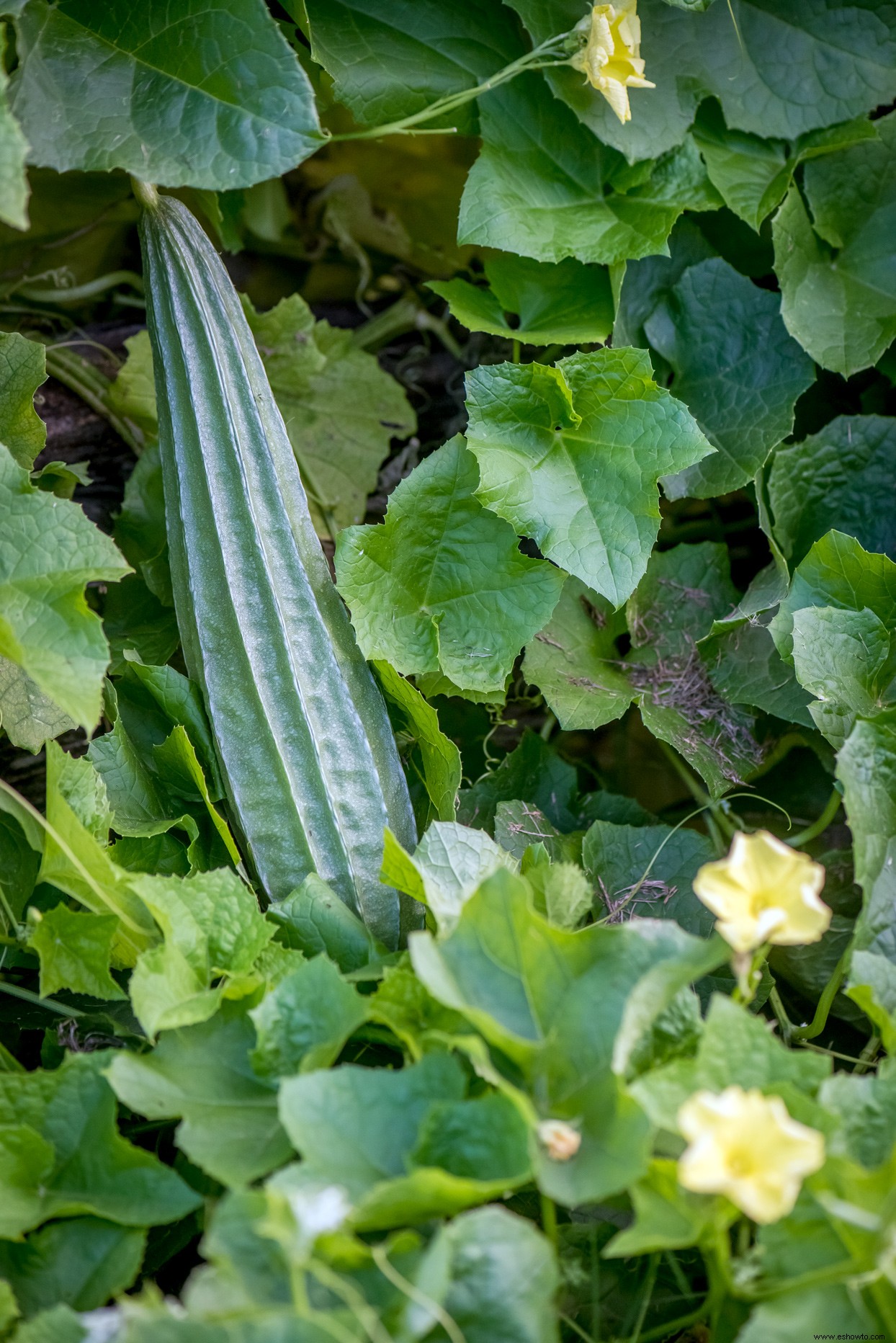Los 10 mejores tipos de calabazas para cultivar en su jardín para decoración, manualidades y más 