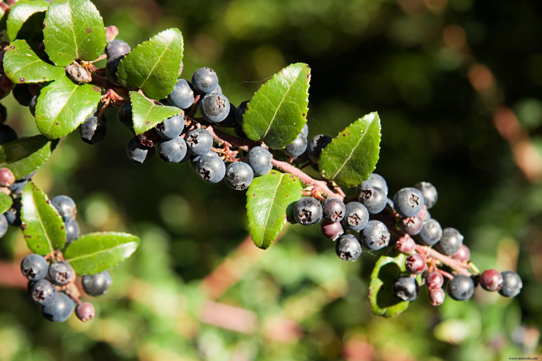 ¿Qué es un arándano, de todos modos? Además, cómo cultivar estas frutas silvestres usted mismo 