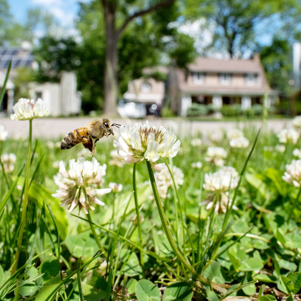 5 consejos para participar en No Mow May para ayudar a las abejas en primavera 