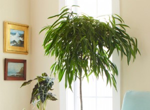 10 Plantas de Interior Fáciles para Principiantes: Especies Elegantes y Poco Conocidas