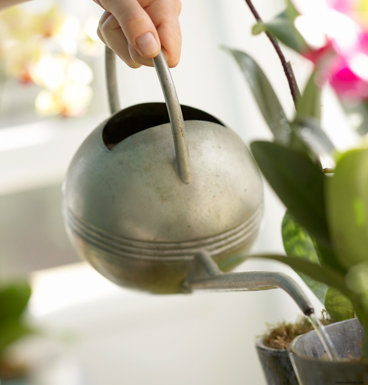 9 consejos esenciales para mantener sanas las plantas de interior 