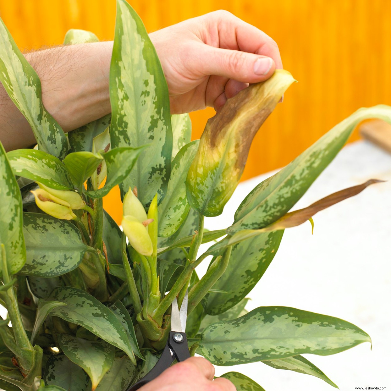 9 consejos esenciales para mantener sanas las plantas de interior 