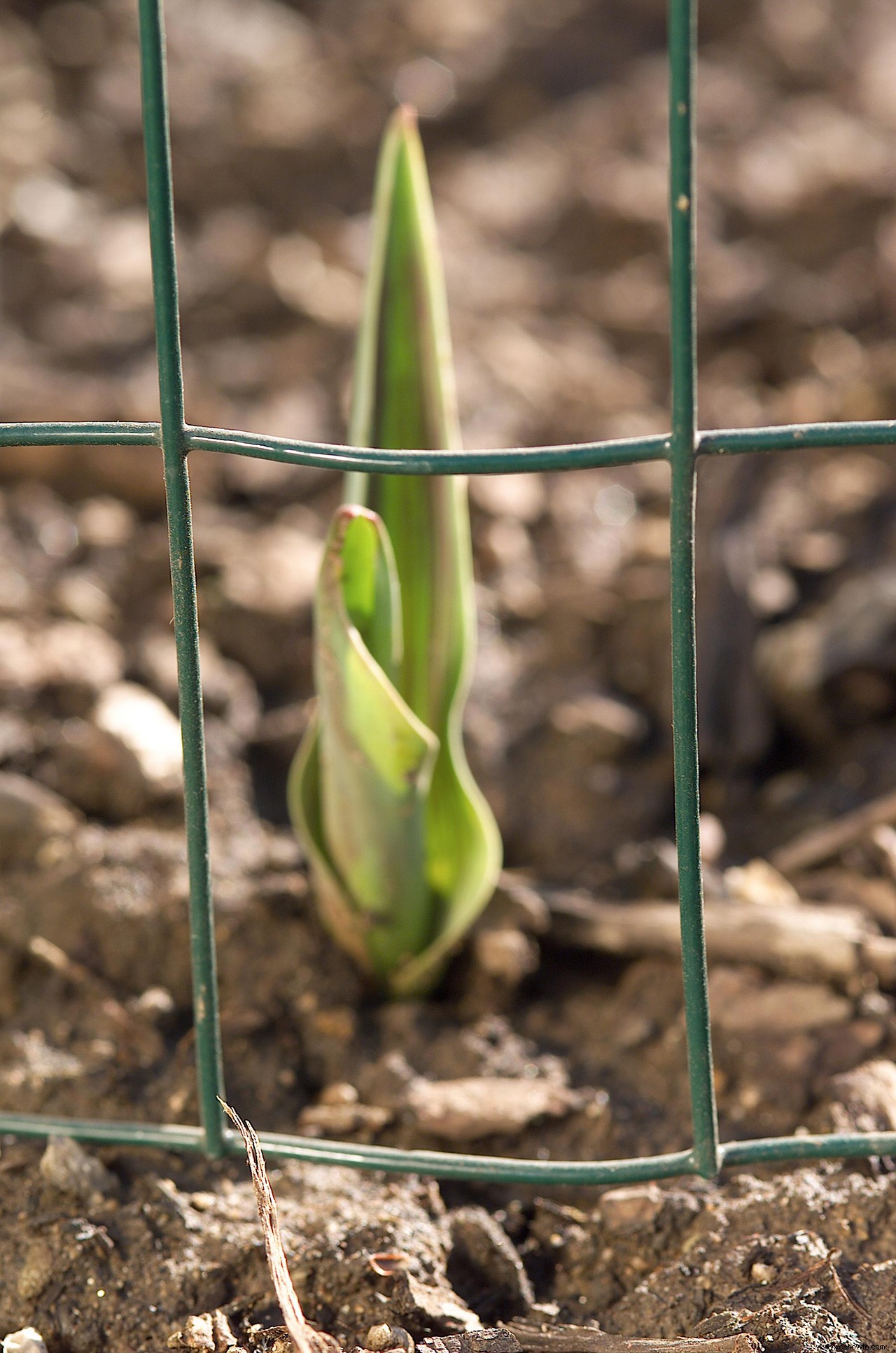 10 consejos para proteger los bulbos de tulipán y lograr la mejor floración primaveral 