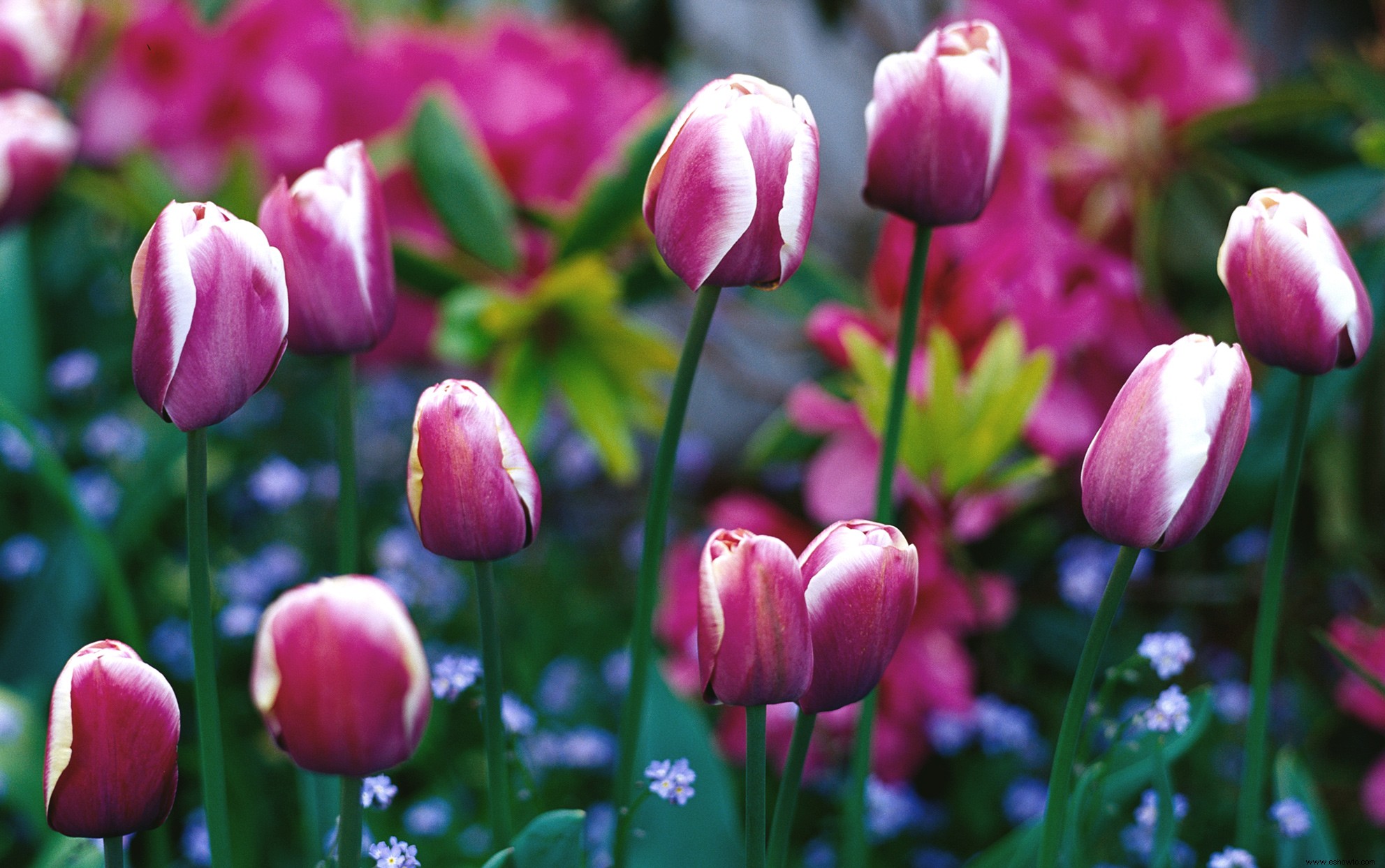 10 consejos para proteger los bulbos de tulipán y lograr la mejor floración primaveral 