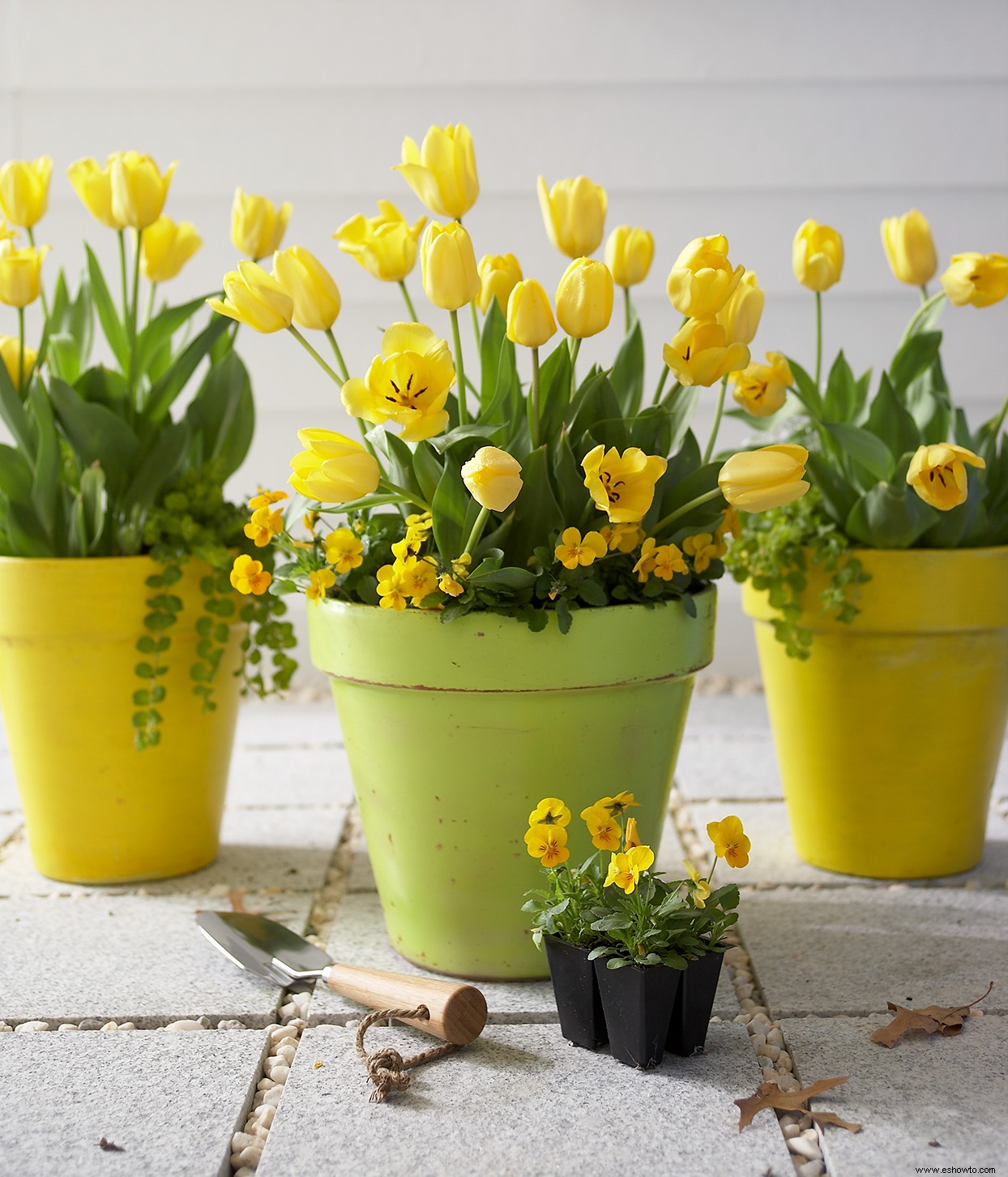 10 consejos para proteger los bulbos de tulipán y lograr la mejor floración primaveral 