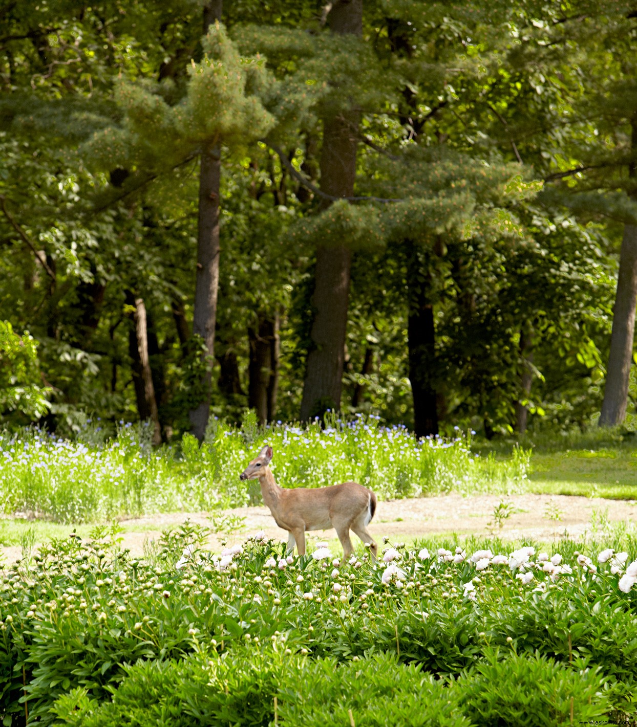 Cómo evitar que los ciervos coman plantas y mantenerlos fuera de su jardín 
