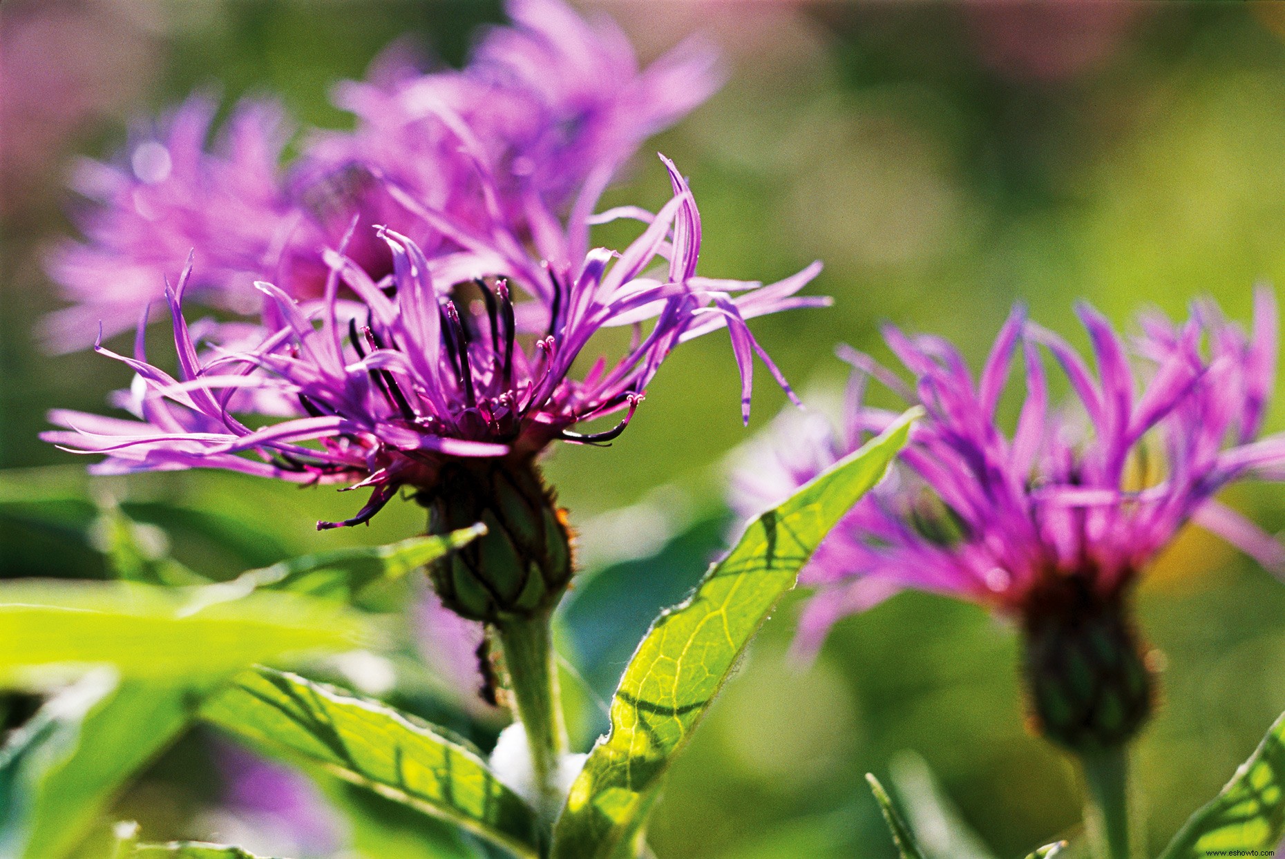 Cómo evitar que los ciervos coman plantas y mantenerlos fuera de su jardín 