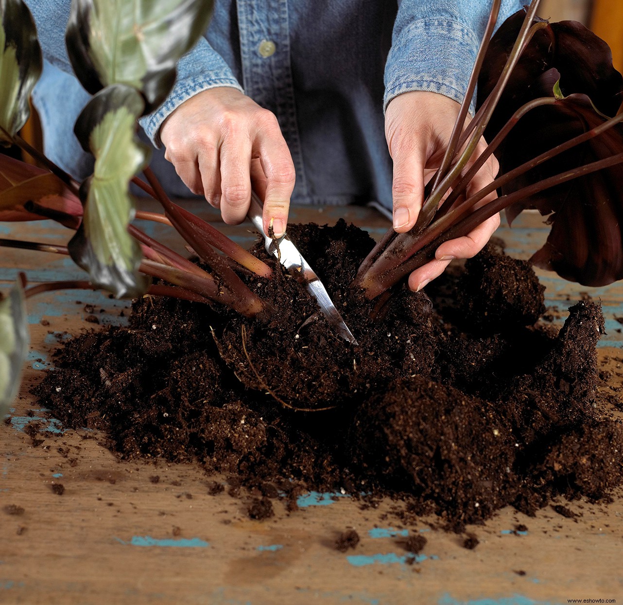 Cómo propagar sus plantas de interior para expandir fácilmente su colección de forma gratuita 