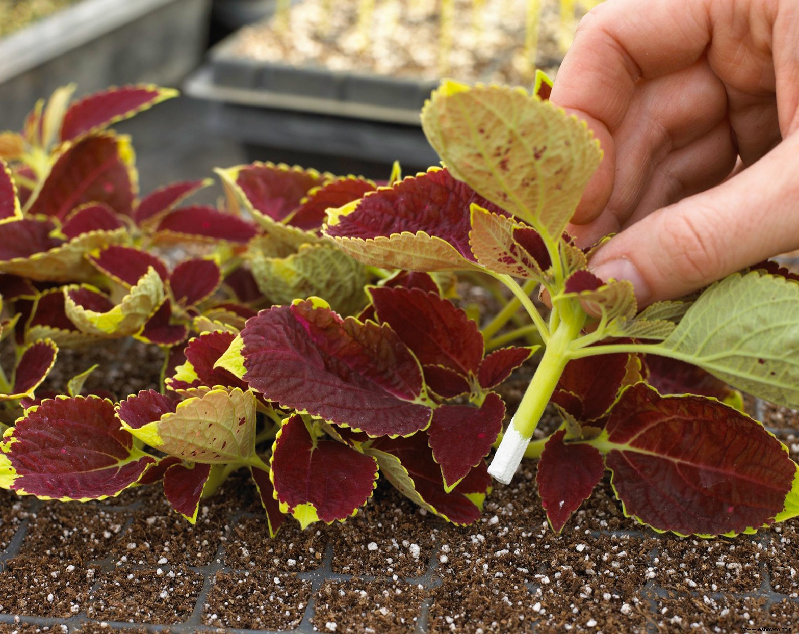 Cómo propagar sus plantas de interior para expandir fácilmente su colección de forma gratuita 