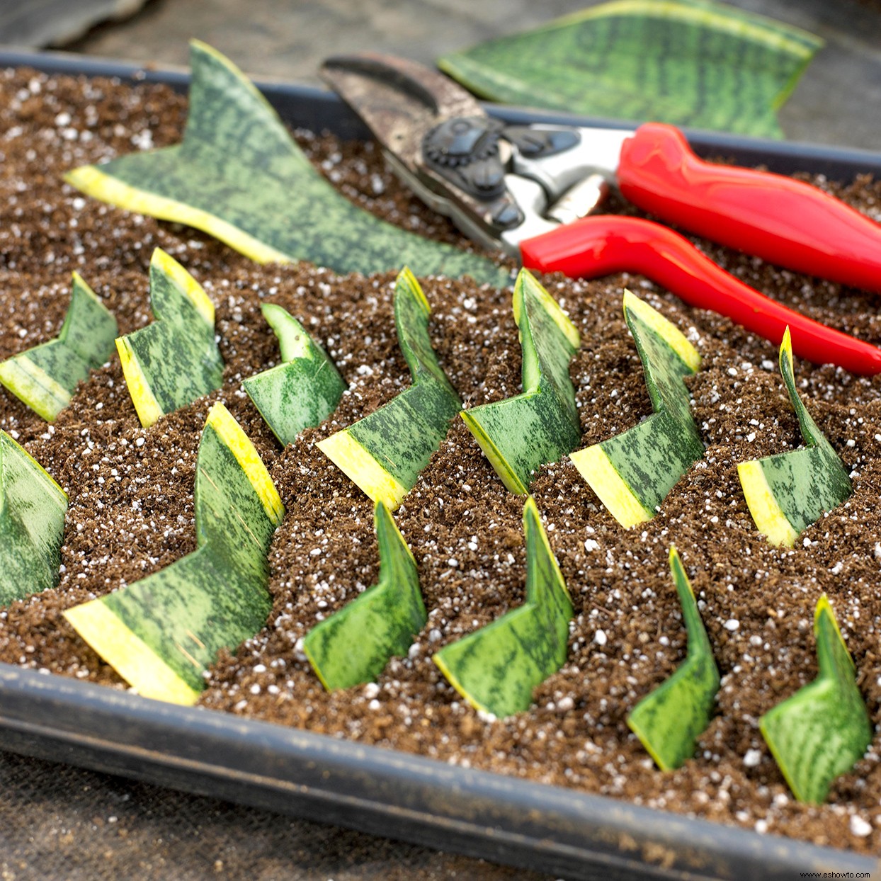 Cómo propagar sus plantas de interior para expandir fácilmente su colección de forma gratuita 