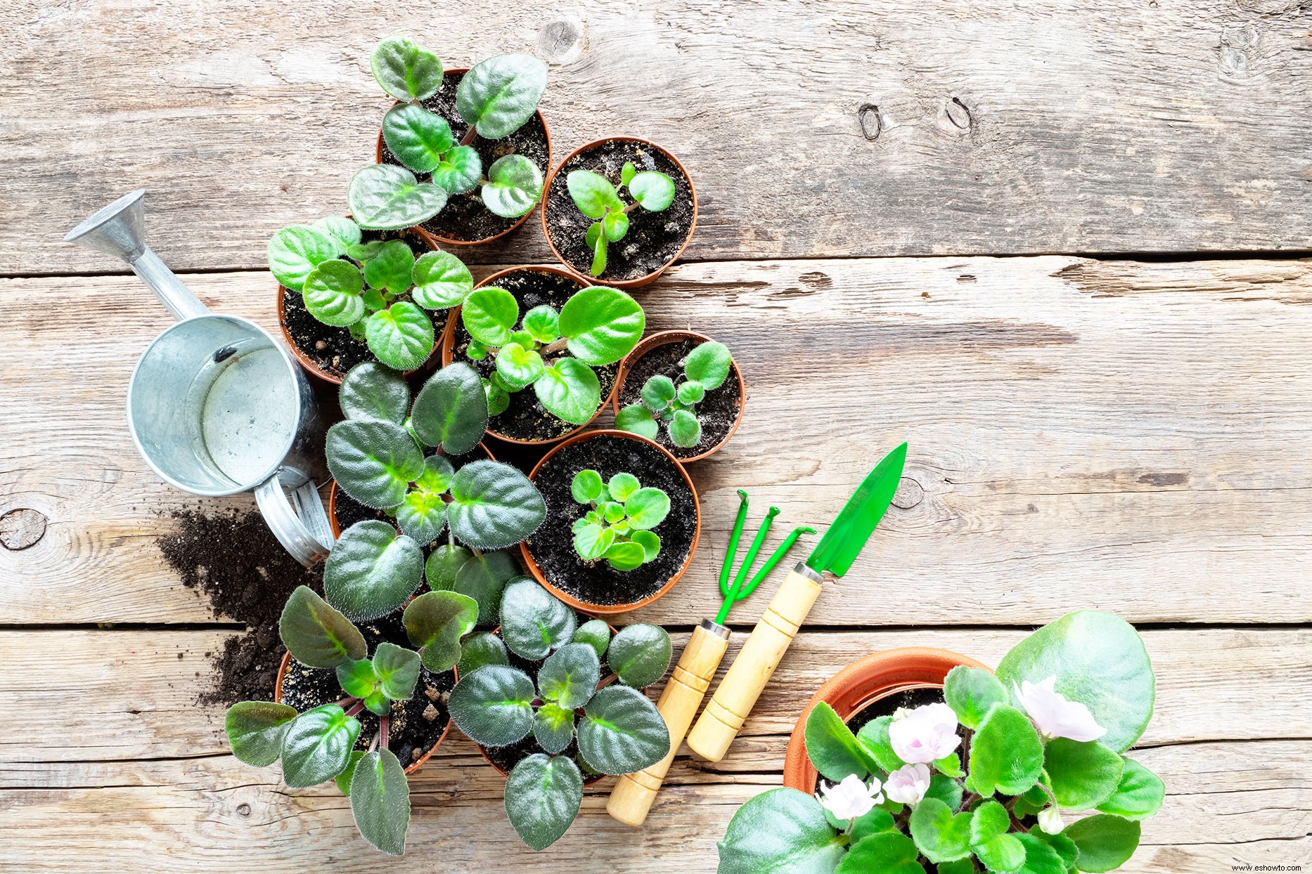 Cómo propagar sus plantas de interior para expandir fácilmente su colección de forma gratuita 