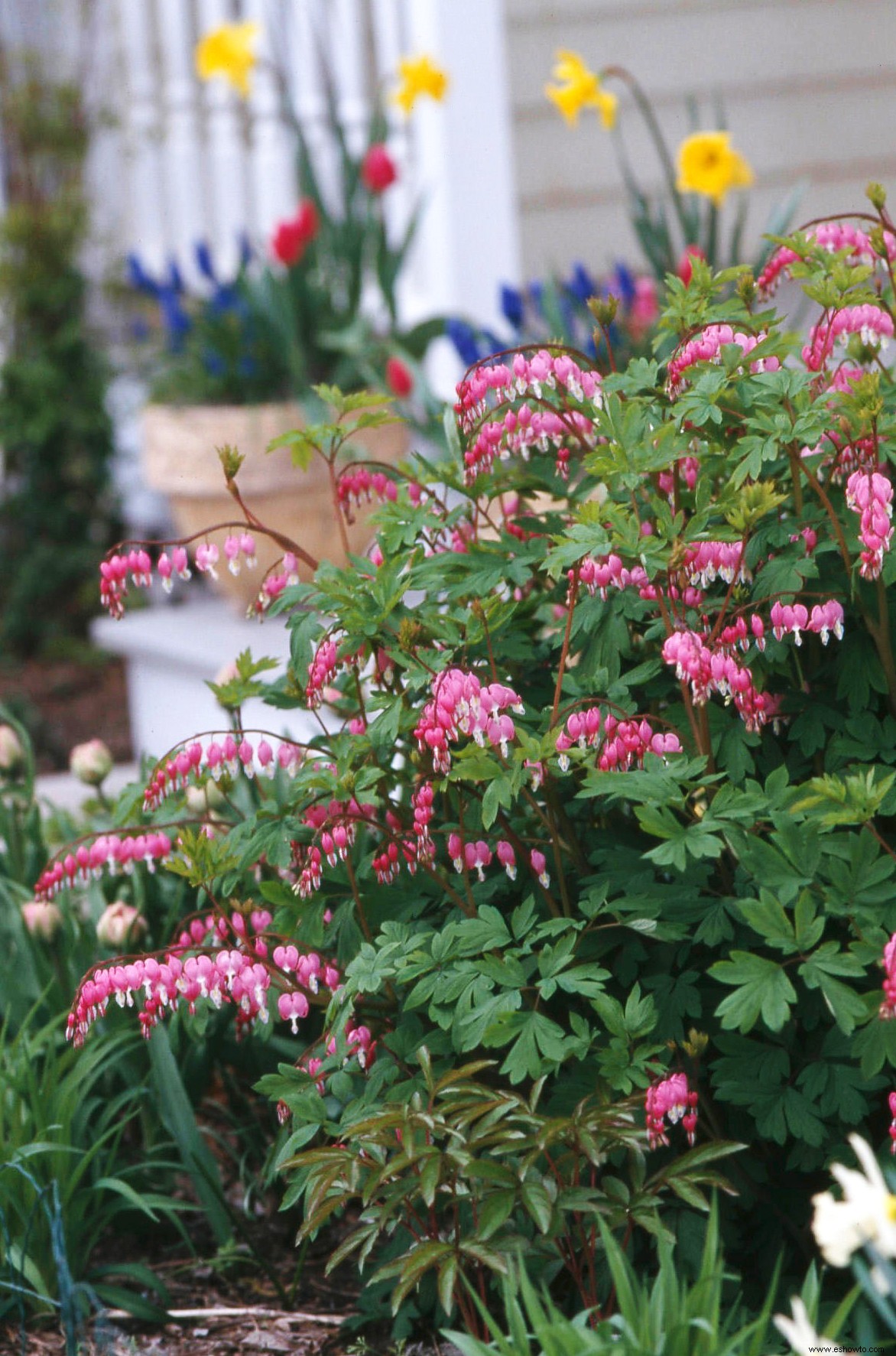 Planifique su jardín con nuestra guía de plantas con flores perennes por temporada 