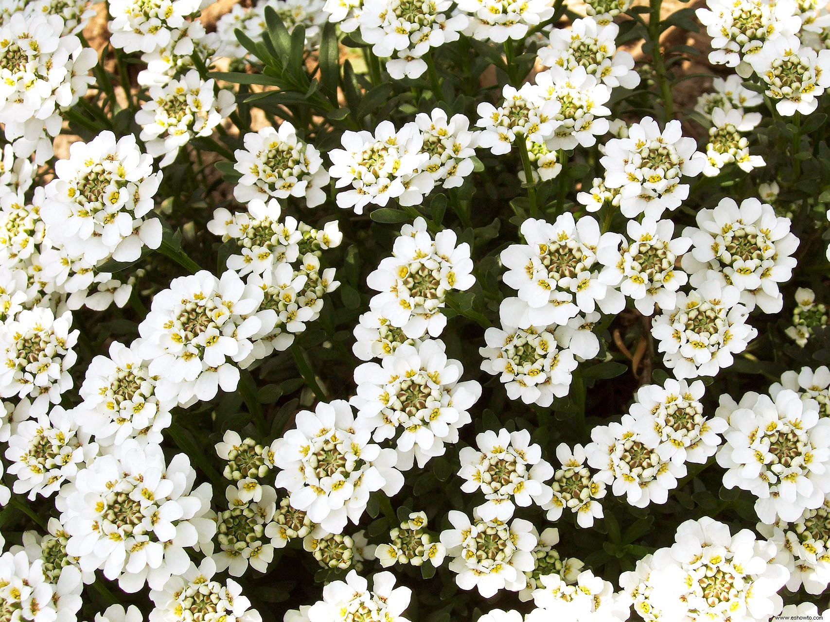 Planifique su jardín con nuestra guía de plantas con flores perennes por temporada 