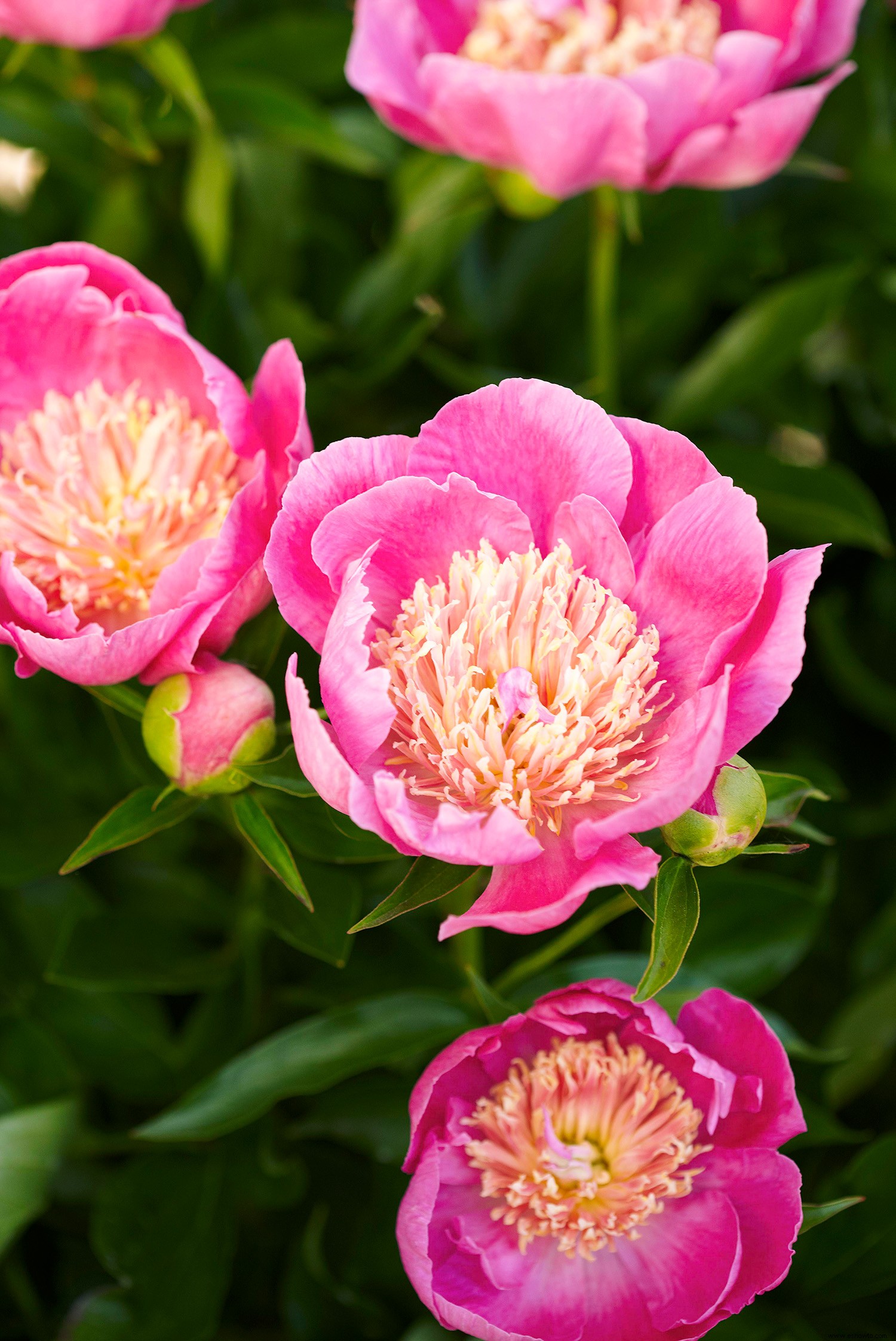 Planifique su jardín con nuestra guía de plantas con flores perennes por temporada 