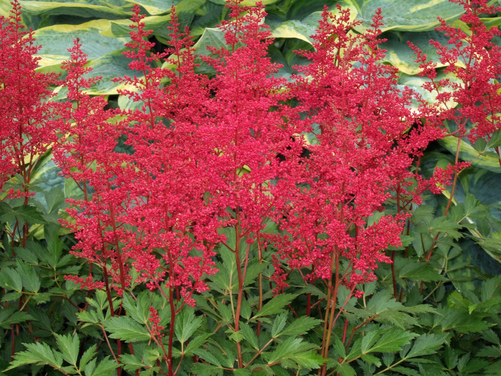 Planifique su jardín con nuestra guía de plantas con flores perennes por temporada 