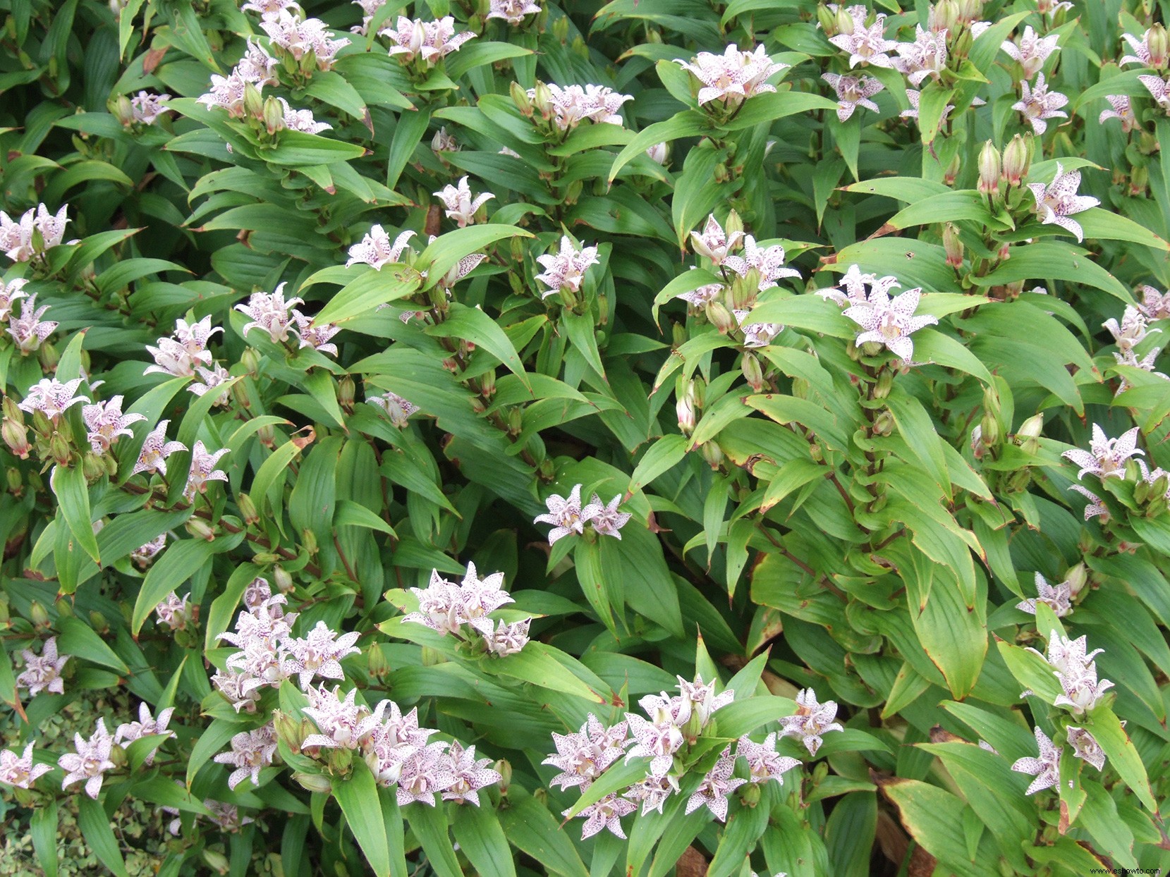 Planifique su jardín con nuestra guía de plantas con flores perennes por temporada 