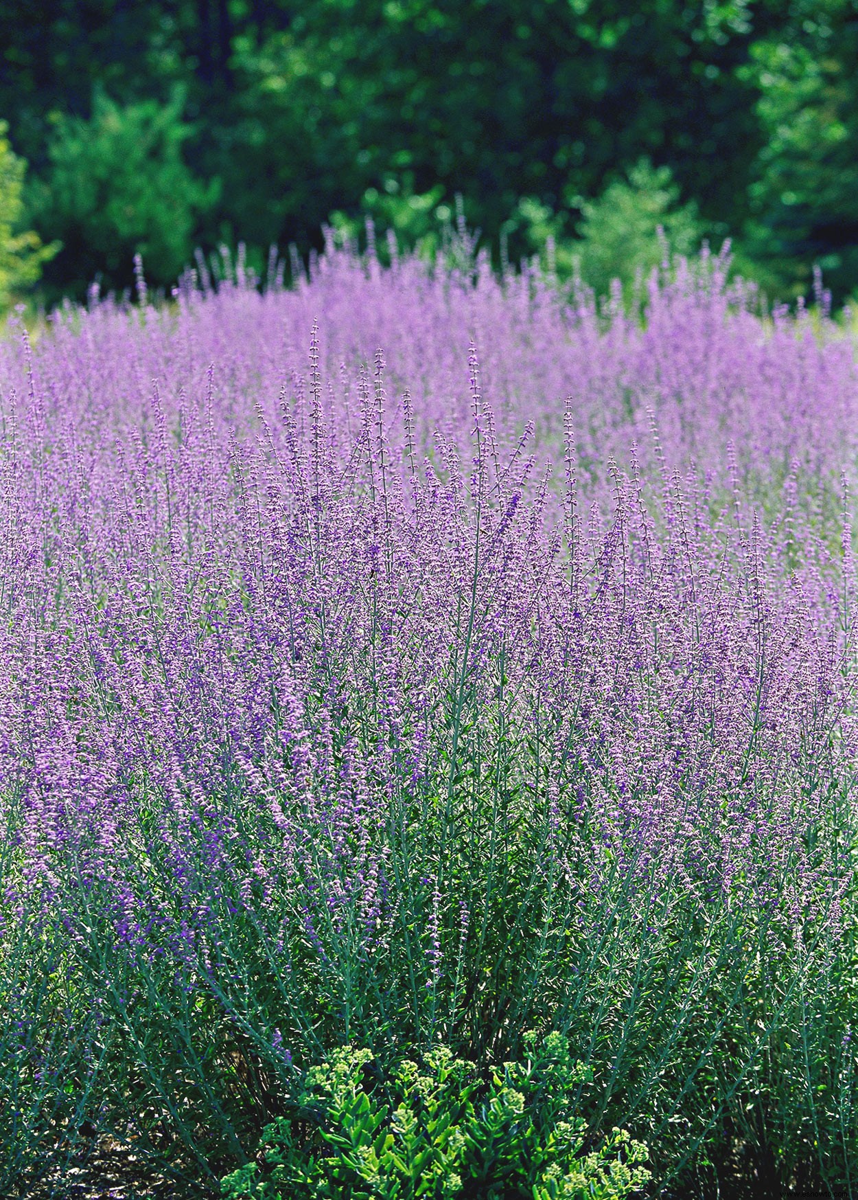 Planifique su jardín con nuestra guía de plantas con flores perennes por temporada 