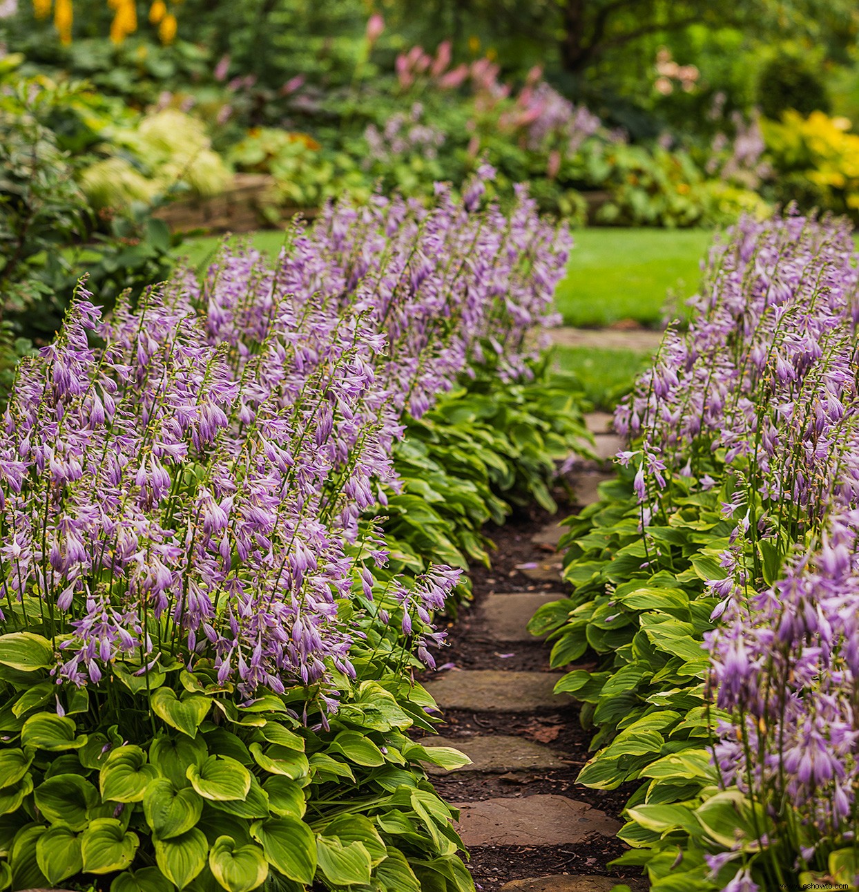 Planifique su jardín con nuestra guía de plantas con flores perennes por temporada 