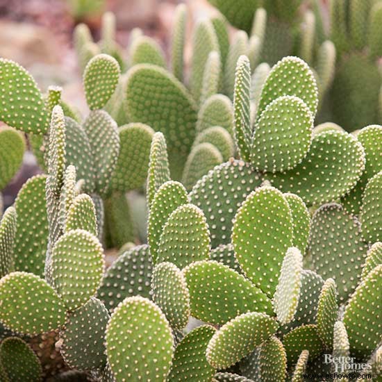 cultivar plantas del desierto 