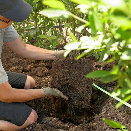 Paisajismo Cómo hacerlo:plantar un seto 