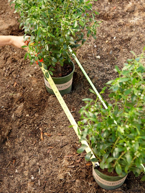 Paisajismo Cómo hacerlo:plantar un seto 