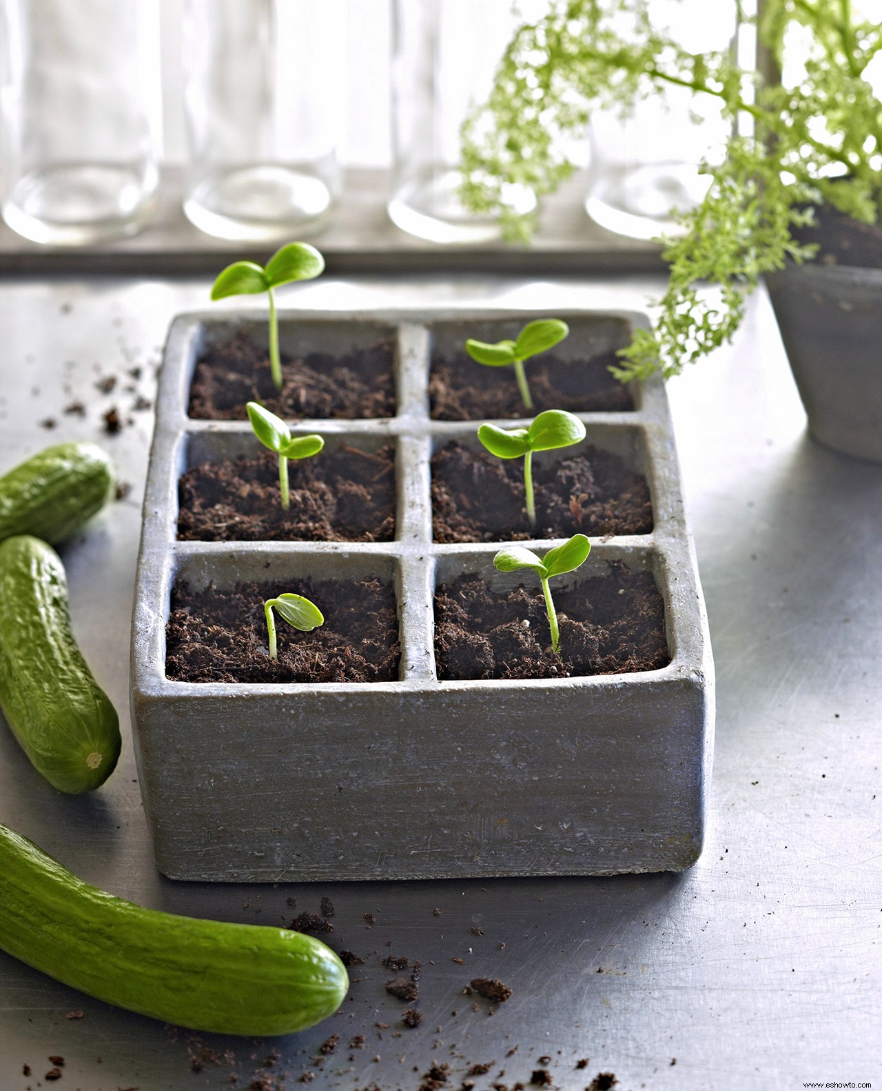 Elementos esenciales para el inicio de semillas que todo jardinero debe saber 