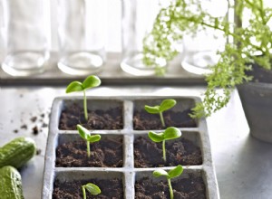 Guía esencial para iniciar semillas en interior: Lo que todo jardinero debe saber