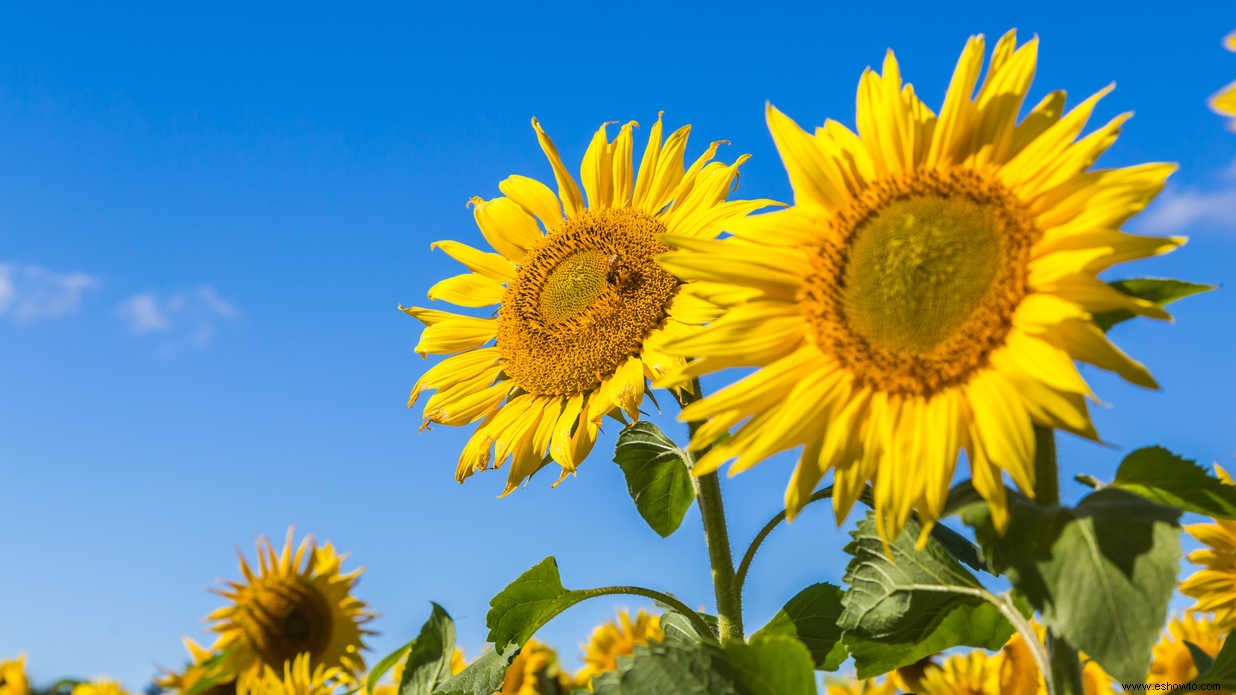 Elementos esenciales para el inicio de semillas que todo jardinero debe saber 