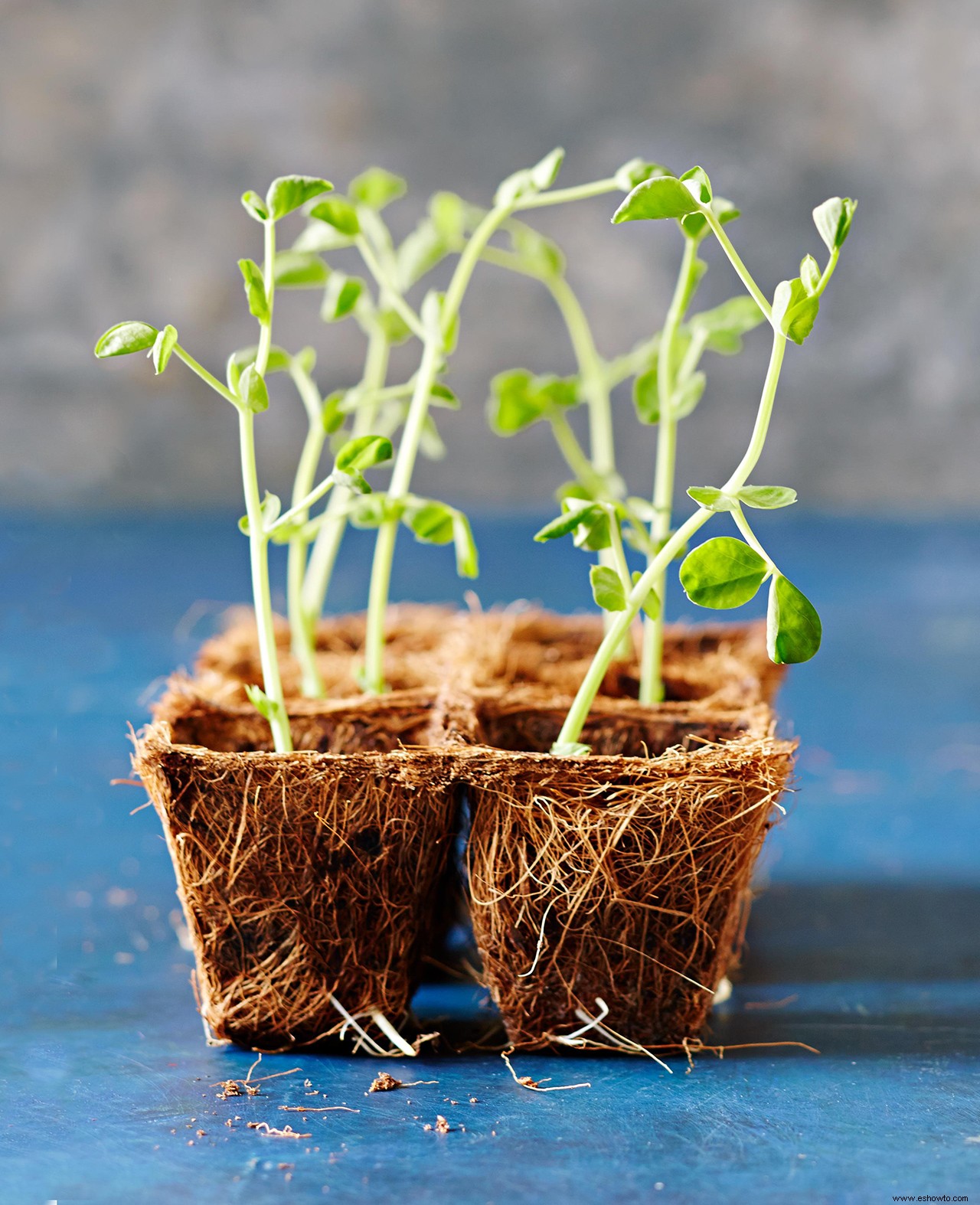 Elementos esenciales para el inicio de semillas que todo jardinero debe saber 