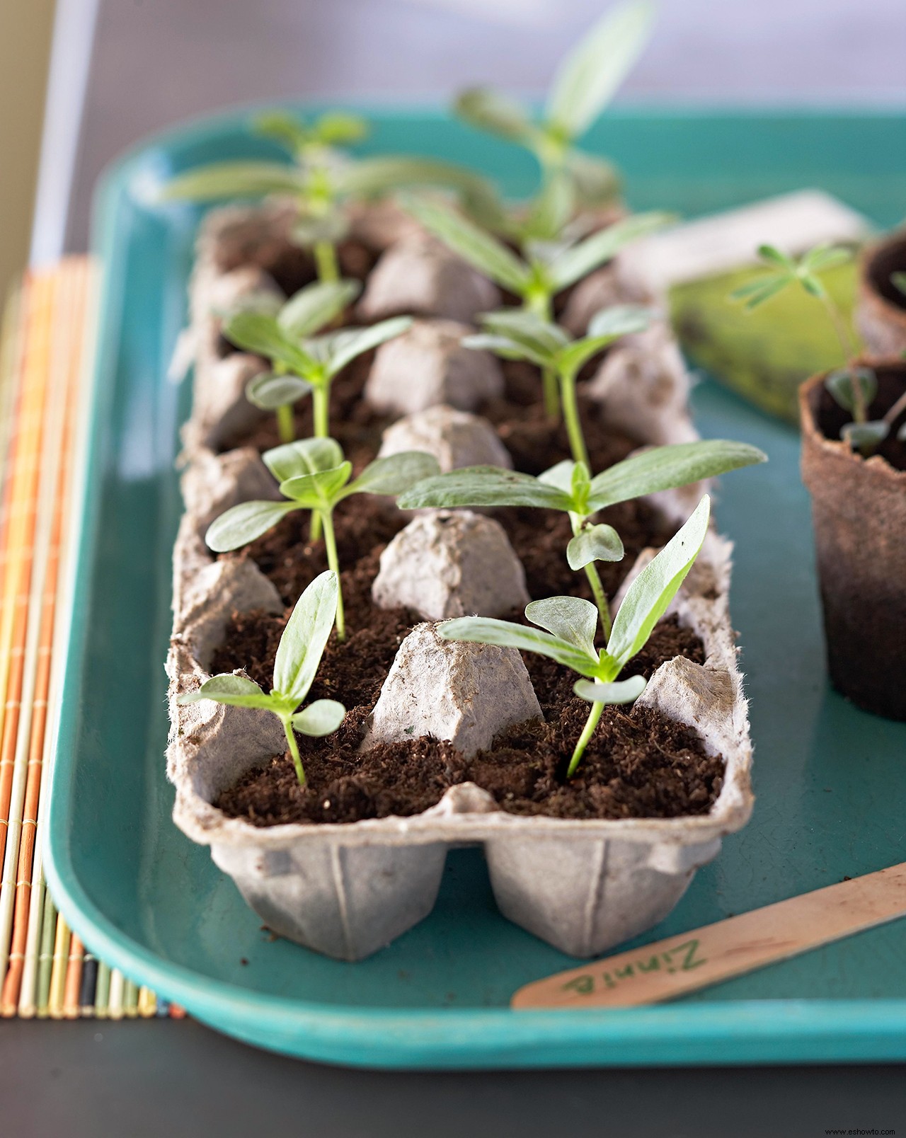 Elementos esenciales para el inicio de semillas que todo jardinero debe saber 