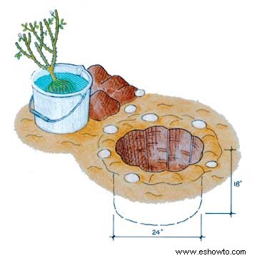 Plantar rosas a raíz desnuda 
