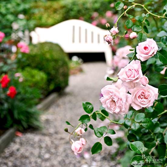 Las formas más fáciles de cultivar rosas 