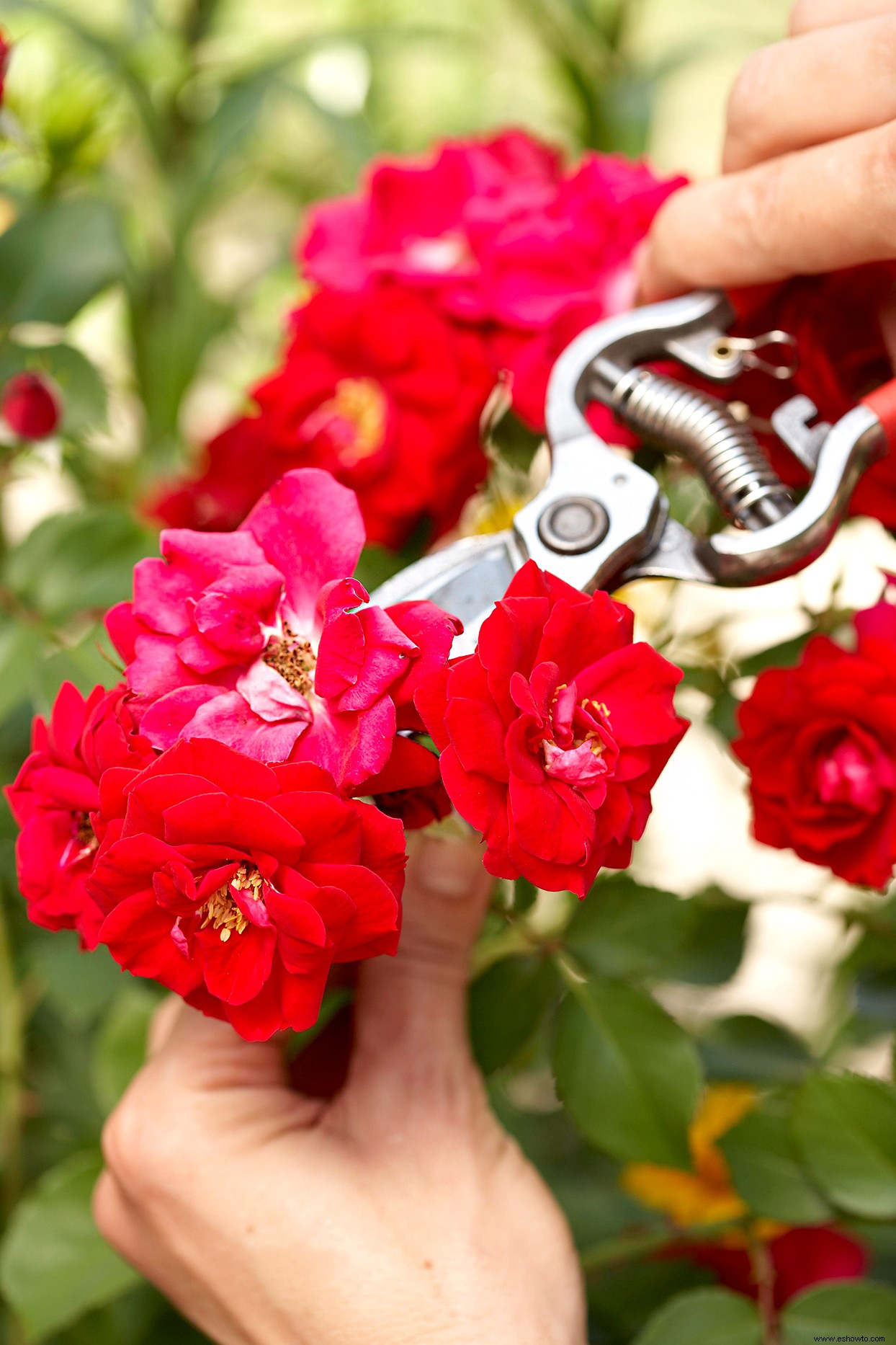 Las formas más fáciles de cultivar rosas 