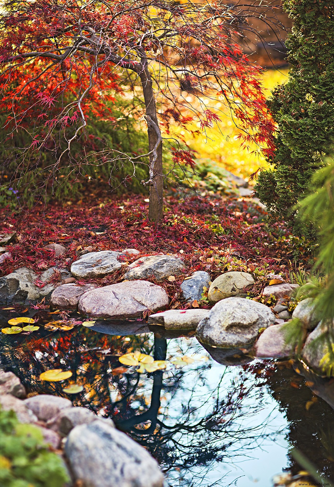 Cómo mantener un estanque de paisaje 