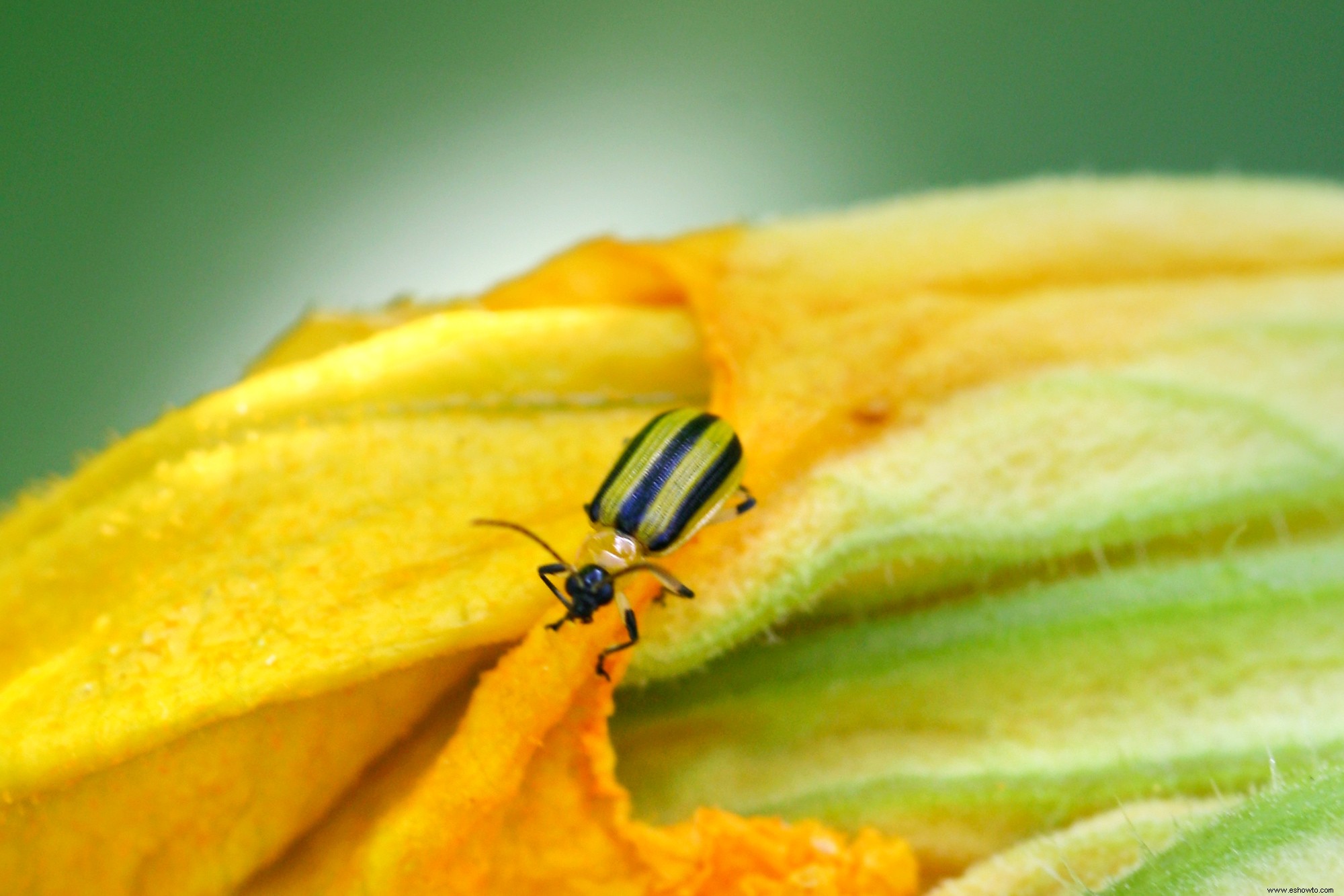 Cómo deshacerse de los escarabajos del pepino en sus plantas 