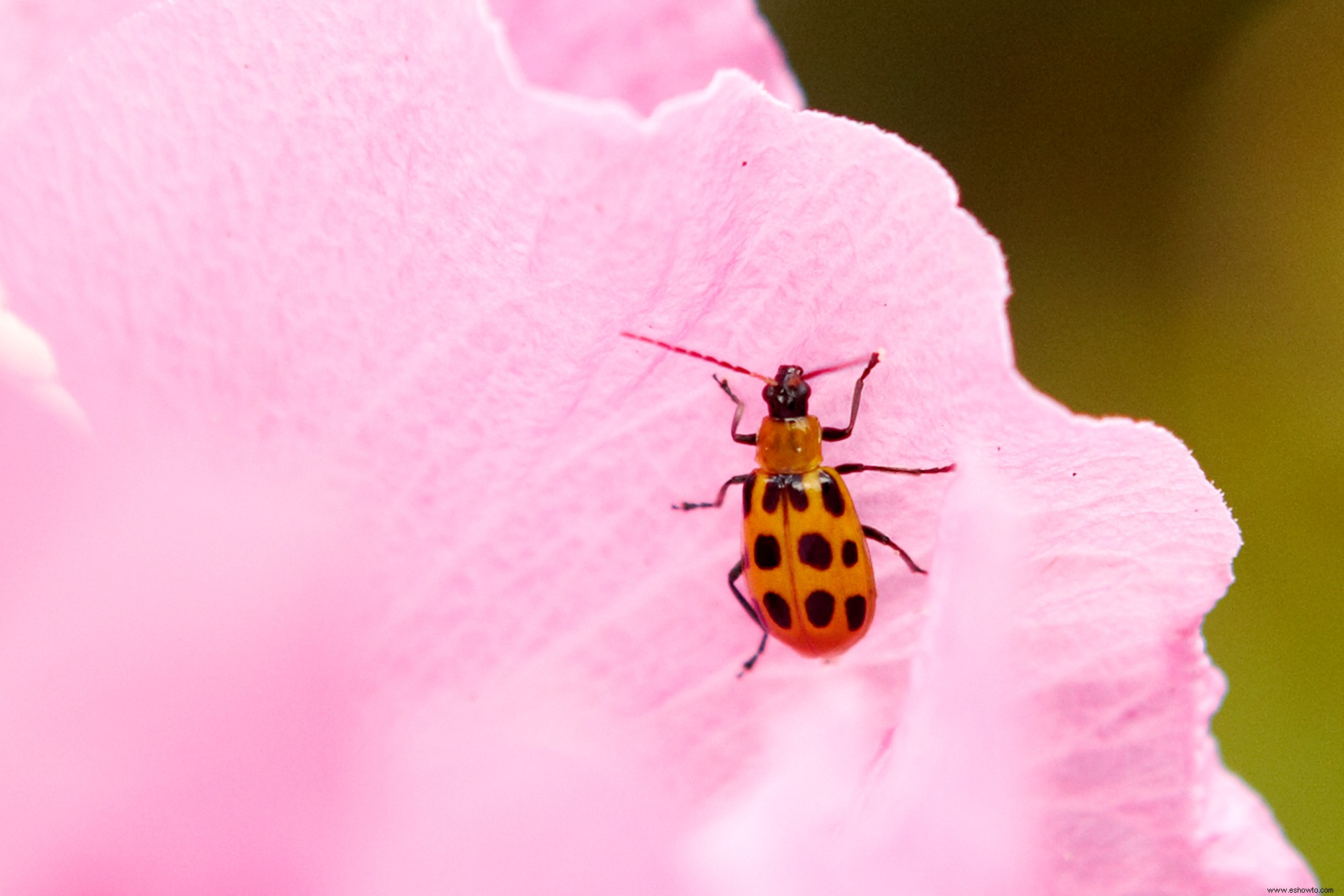 Cómo deshacerse de los escarabajos del pepino en sus plantas 