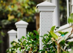 Guía Completa: Cómo Crear una Espaldera, la Cerca Viva Perfecta con Árboles Frutales