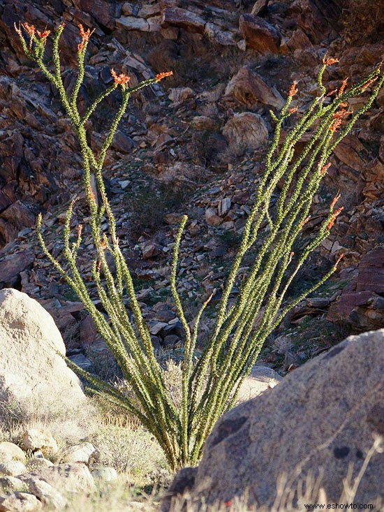 Los mejores arbustos en flor para el suroeste del desierto 
