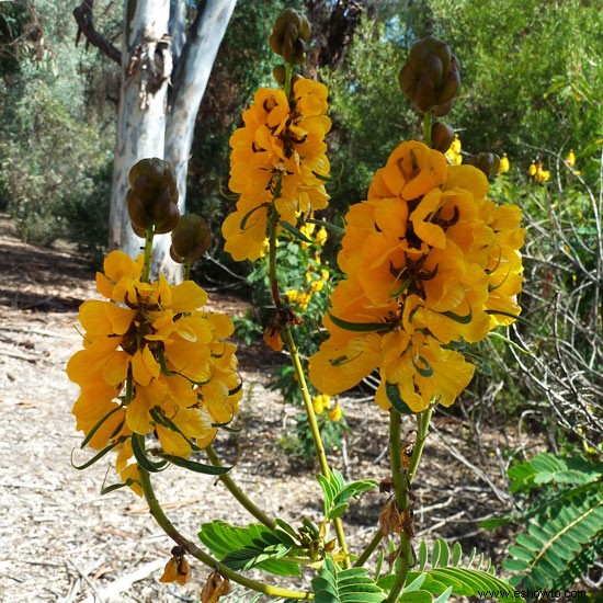Los mejores arbustos en flor para el suroeste del desierto 