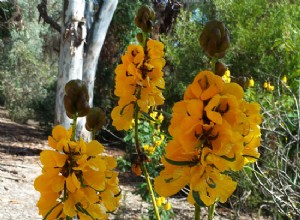 Los Mejores Arbustos con Flores para el Desierto del Suroeste: Guía Experta