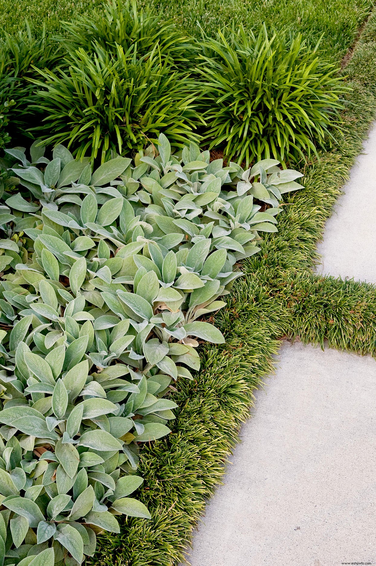 10 cubiertas de suelo resistentes que pueden resolver sus peores problemas de paisajismo 