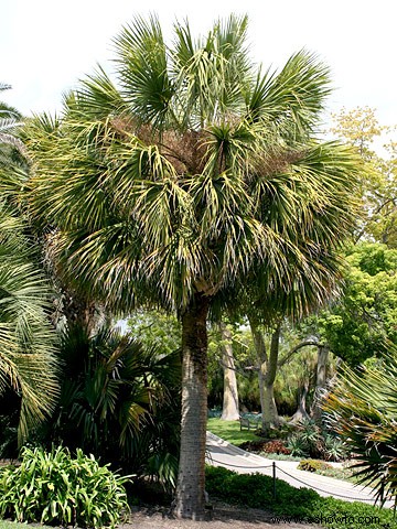 Guía de cuidado de palmeras 
