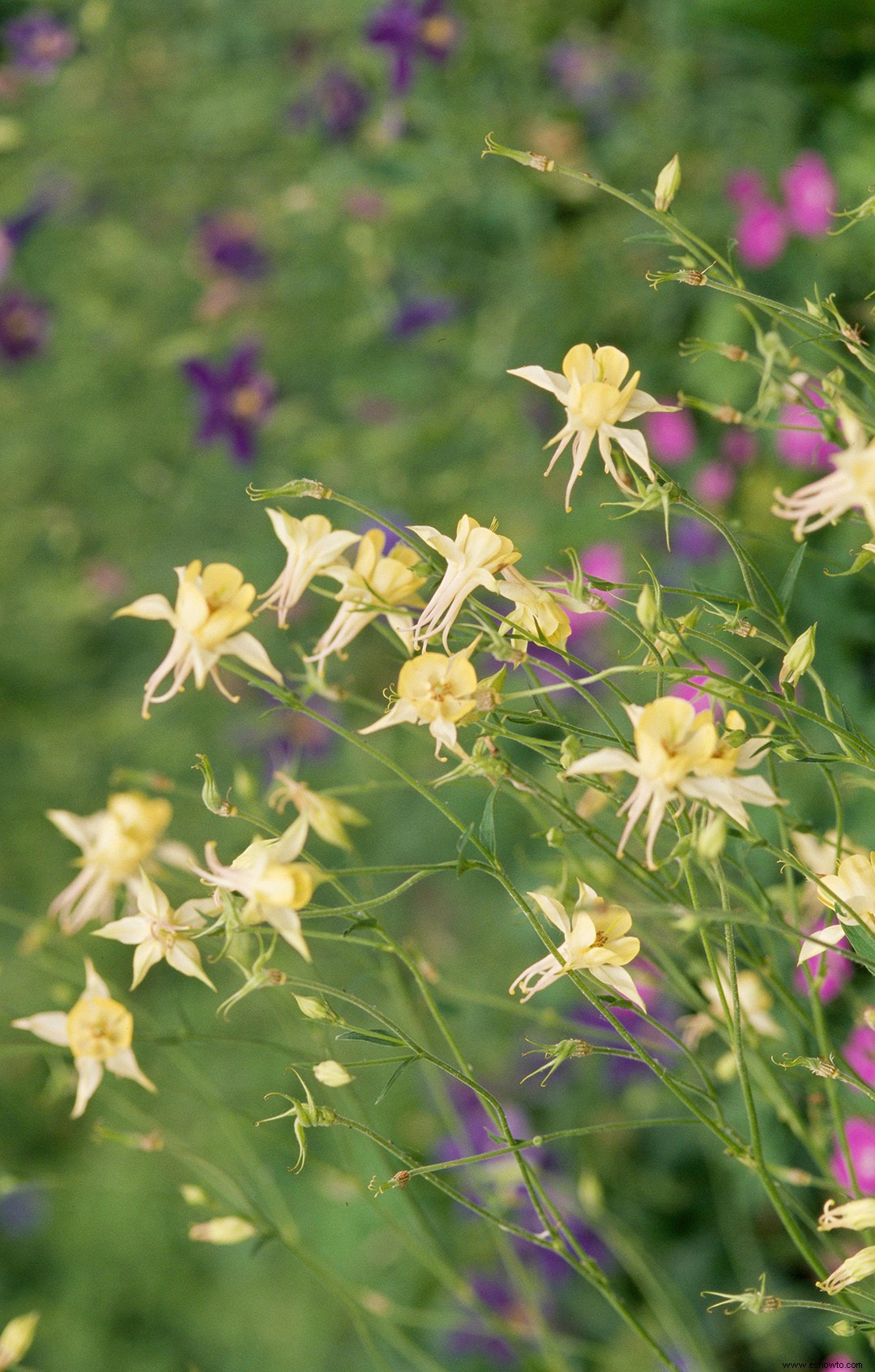 15 súper plantas para los paisajes de Texas 