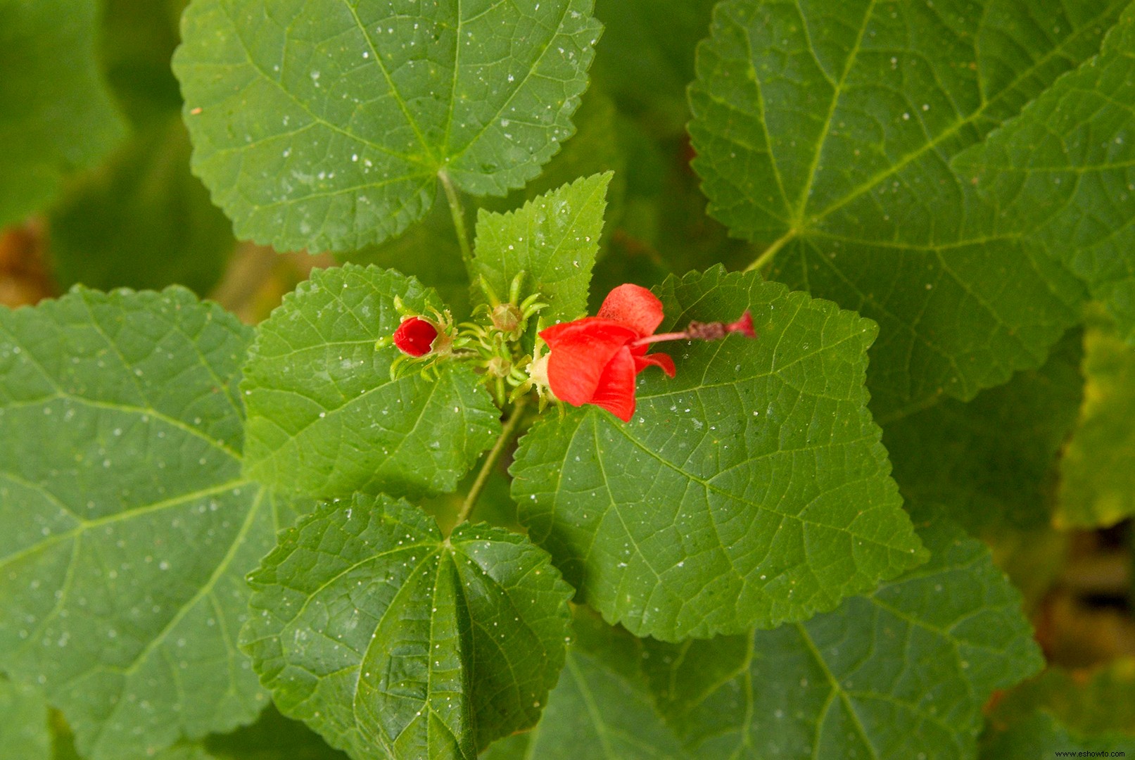 15 súper plantas para los paisajes de Texas 