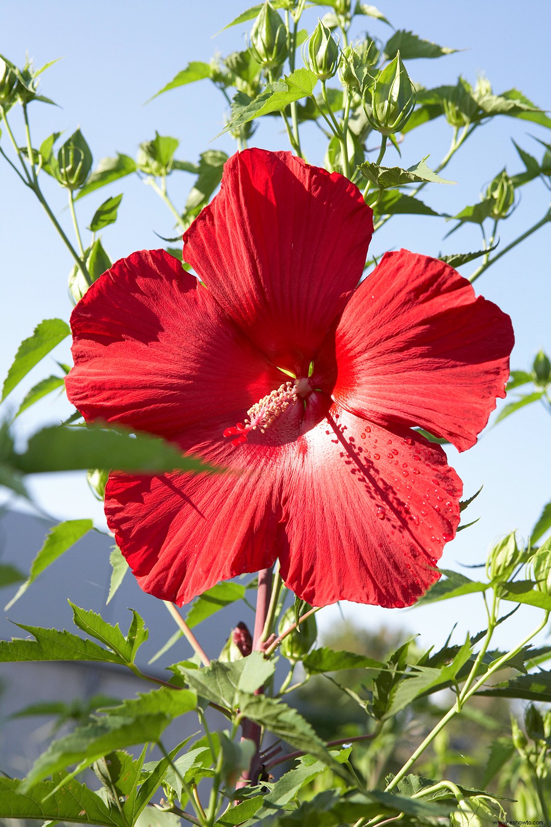 15 súper plantas para los paisajes de Texas 