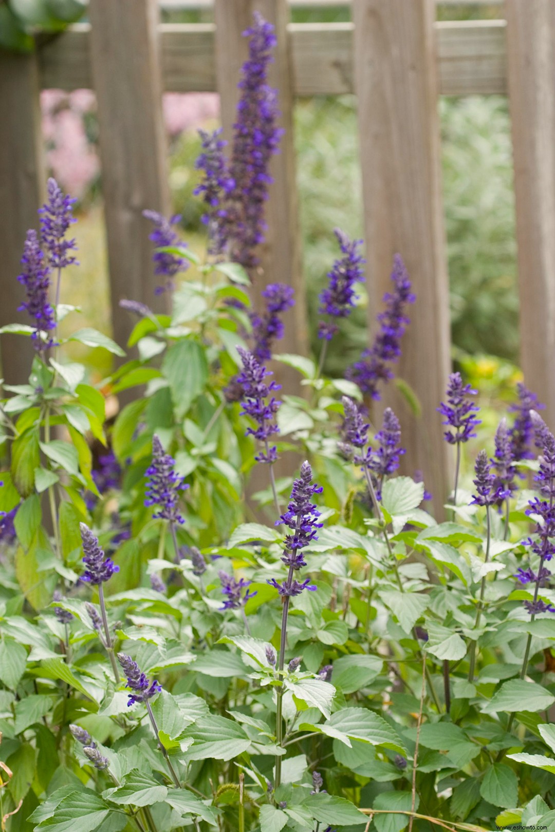 15 súper plantas para los paisajes de Texas 