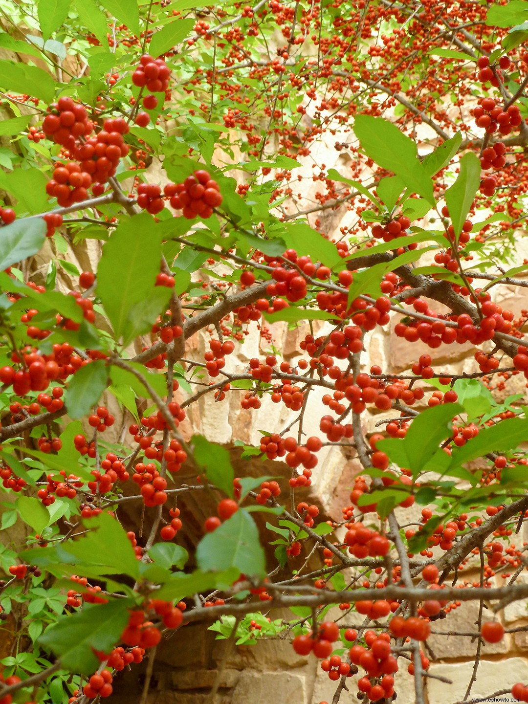 15 súper plantas para los paisajes de Texas 