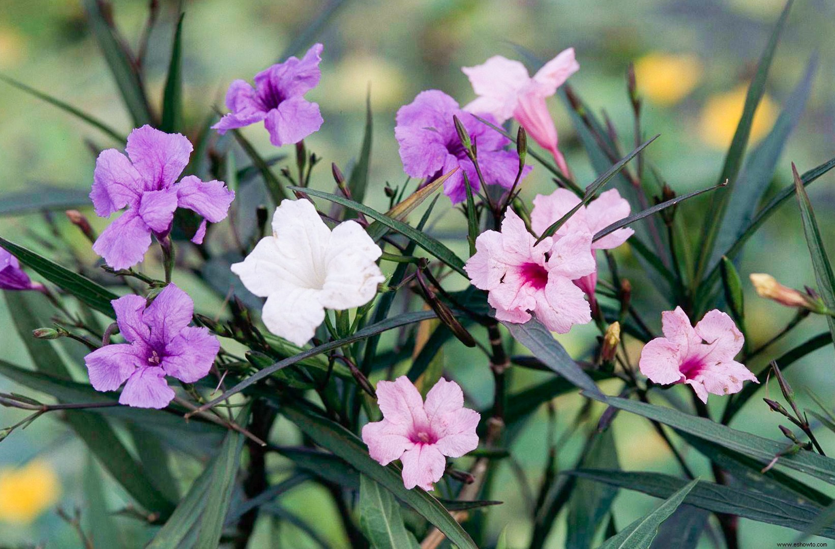 15 súper plantas para los paisajes de Texas 