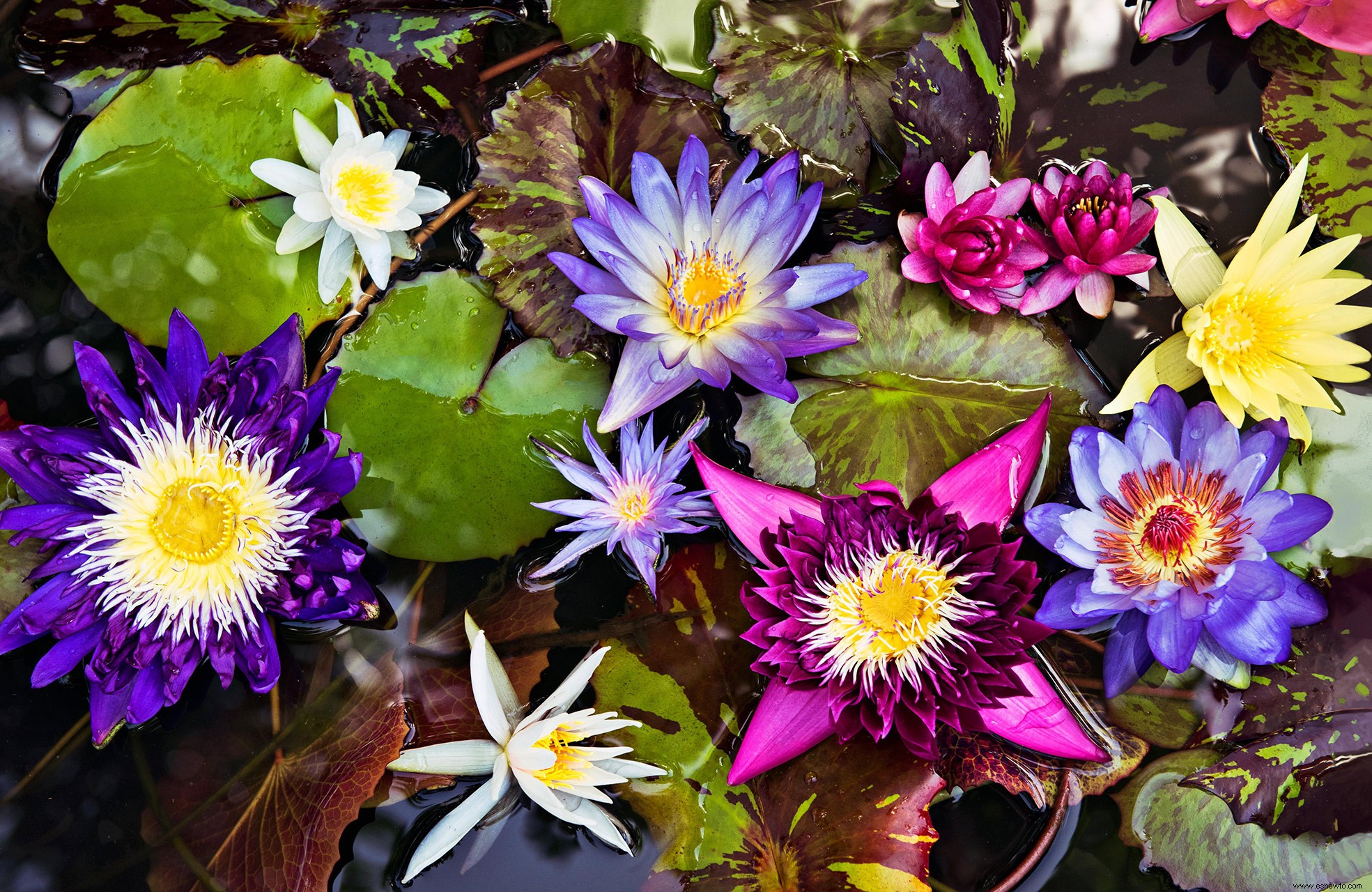 Cómo hacer crecer nenúfares coloridos en un estanque o en tu patio 