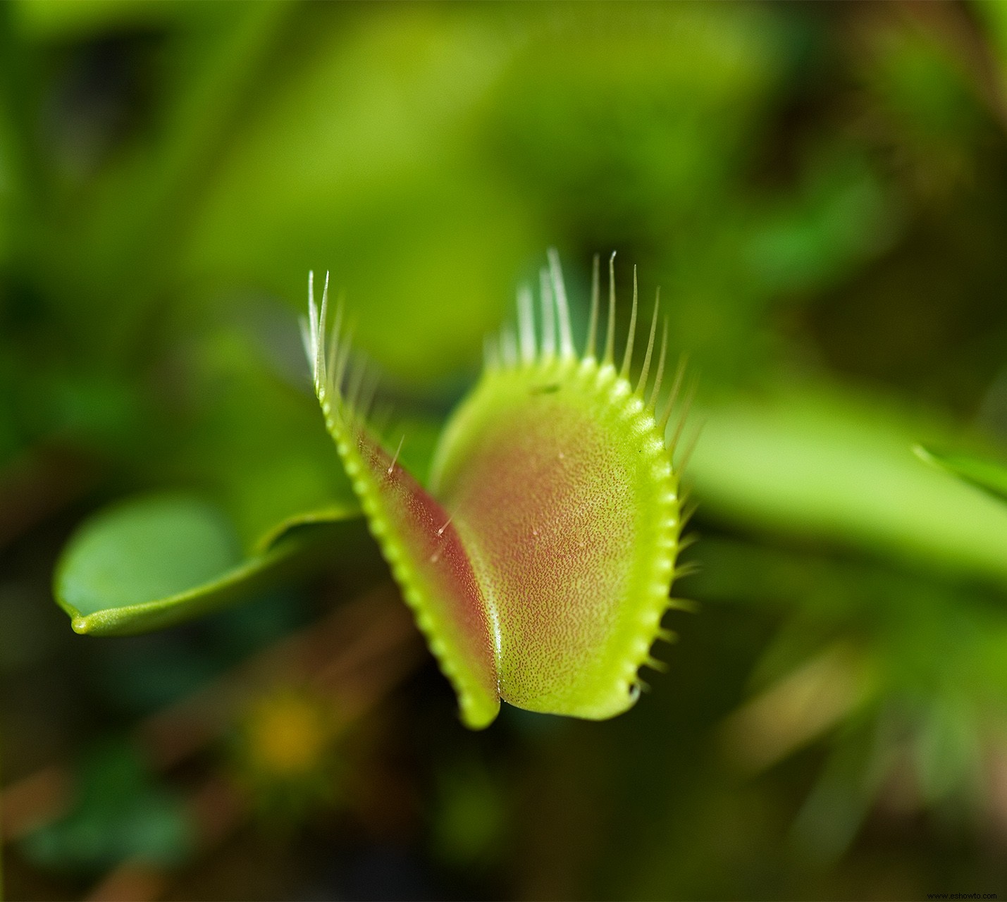 Cómo cultivar y cuidar una Venus atrapamoscas como planta de interior 